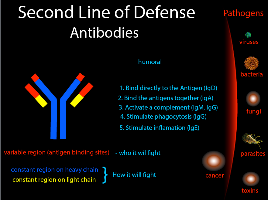 13 Lymphatic and Immune System